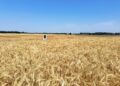 поля, пшеница, семена