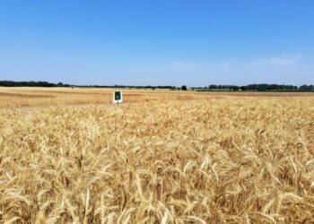 поля, пшеница, семена
